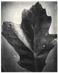 Berenice Abbott 15.125 x 19.25 Photograph of Leaf, Supersight